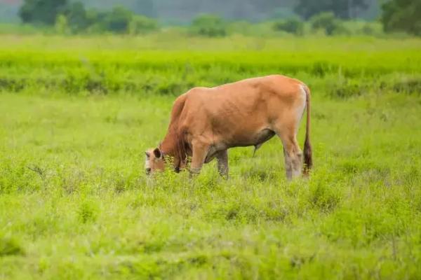牛吃草慢没精神如何处理，添加益生菌可促进肠道蠕动