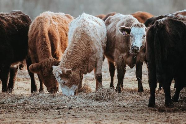 牛吃草慢没精神如何处理，添加益生菌可促进肠道蠕动