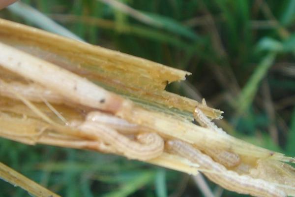 水稻褐边螟防治方法，春耕灌水可淹死越冬幼虫