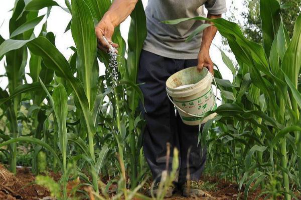种植玉米怎么施底肥，不可一次性施入大量底肥