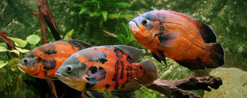 鱼嘴红近似出血的原因，水质过差会导致鱼儿患上出血病