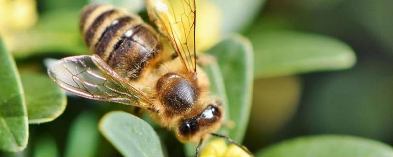 南方诱蜂时间为何在11-12月份，因此时部分植物会开花泌蜜