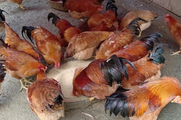 鸡的粪便带水是什么原因，食盐中毒会导致