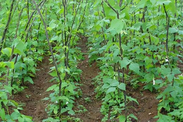 四季豆高产种植方法，每穴可保留2株建壮苗