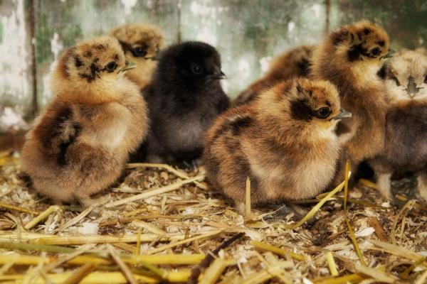 小鸡多久能长大，常规喂养下需要3-4个月