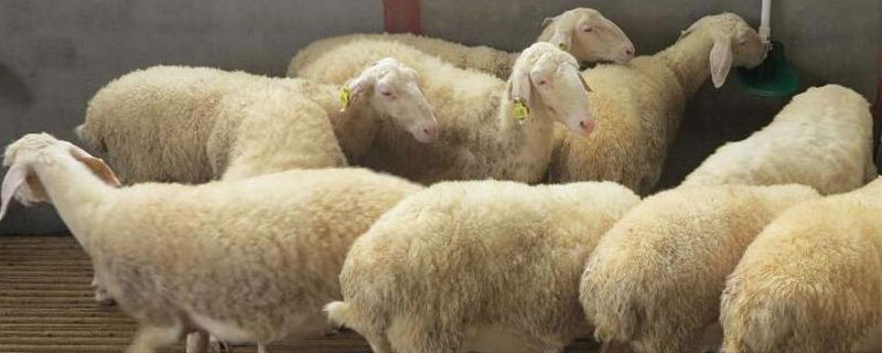 导致小羊羔死亡的原因，传染病会直接导致死亡