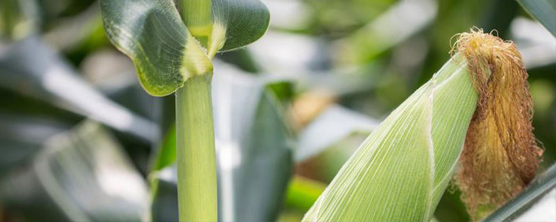 玉米喷错除草剂的补救措施，药害较重的田块及时改种