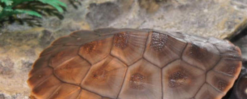 圆澳龟能不能深水养，成年后可以深水养