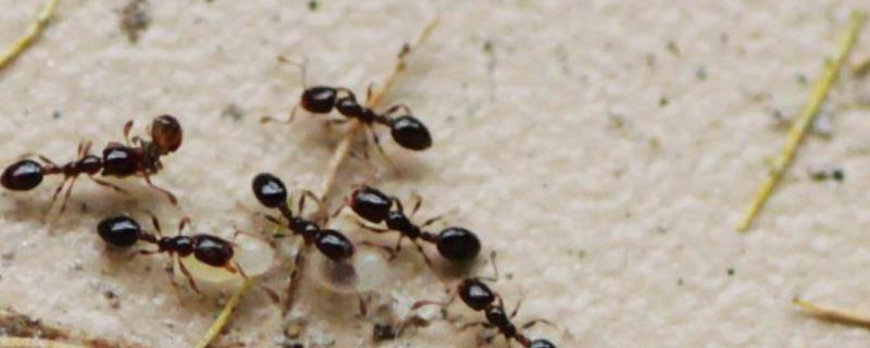 蚂蚁的身体构造，主要分为头部、胸部及腹部