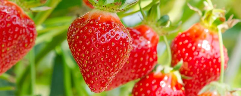 春季怎么管理露地草莓，现蕾后要注意疏除瘦小的花蕾