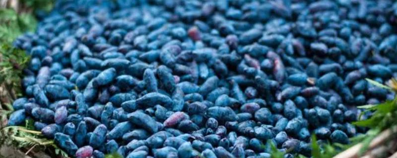 蓝靛果有没有种子，含有种子但数量较少