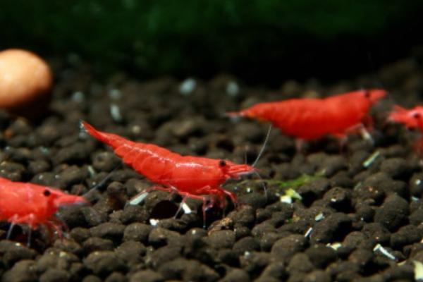 极火虾与樱花虾是否会繁殖，饲养在一起两者会进行杂交