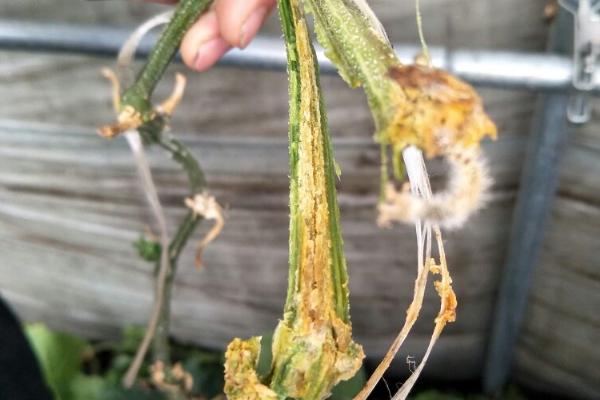 黄瓜蔓枯病的发病症状，主要为害茎、叶和幼瓜