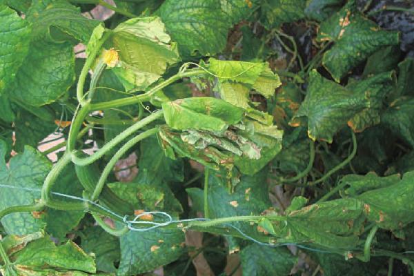 黄瓜蔓枯病的发病症状，主要为害茎、叶和幼瓜