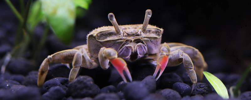 家庭养殖螃蟹的方法，15℃以上水温适合其生长