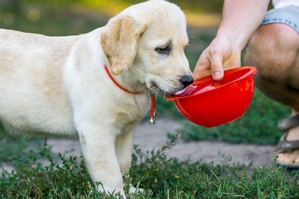 狗狗突然频繁喝水的原因，需找准原因对症治疗