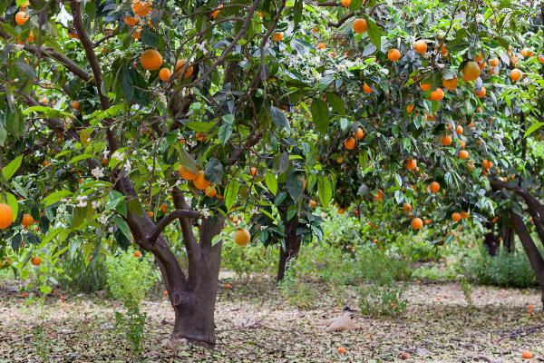 庭院适合种什么果树，杏树和桃树的寓意都很好