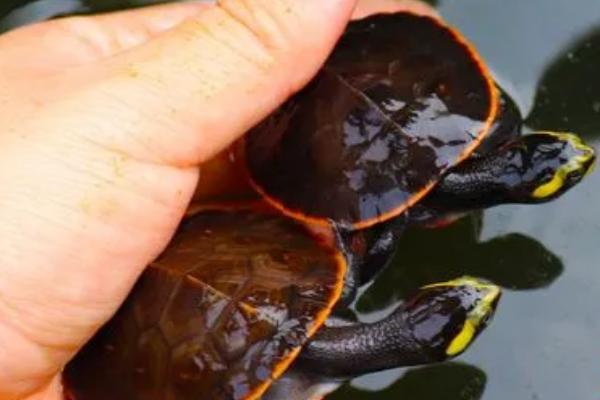 圆澳龟能不能深水养，成年后可以深水养