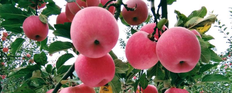 如何让红富士苹果的果面全部变红，保持充足光照可增加着色面积