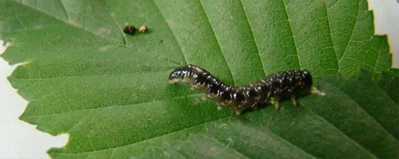虫酰肼可防治什么害虫，对鳞翅目害虫有特效