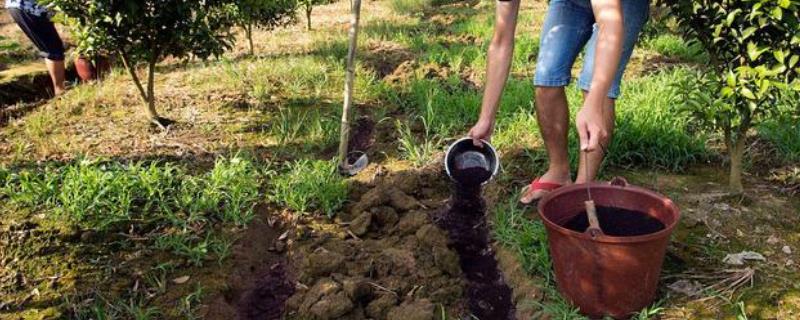 如何提高肥料的肥效，有机肥料可与无机肥料结合