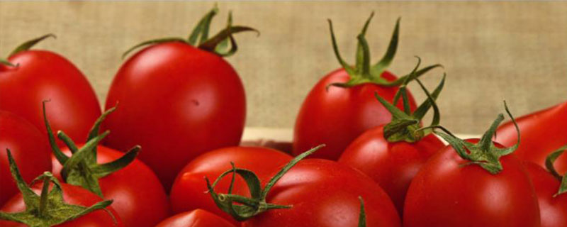 番茄枯萎病如何用药，常使用木霉菌剂灌溉或喷洒