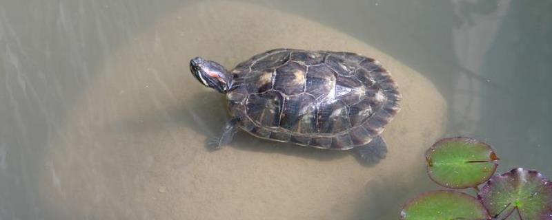 乌龟头往外伸是什么原因，水位太深会伸长脖子呼吸