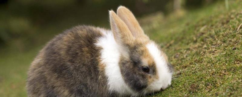 兔子几月份繁殖，春季和秋季都适宜