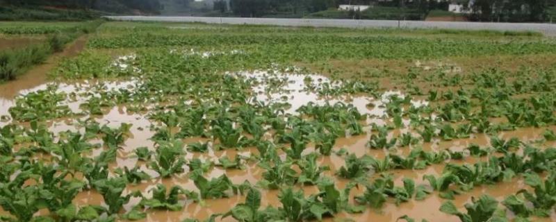 洪涝灾害对农业有什么影响，作物受害时产量和品质均会下降