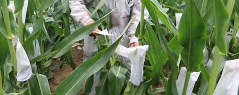玉米制种如何进行人工辅助授粉，花粉过筛后可洒落至花丝上