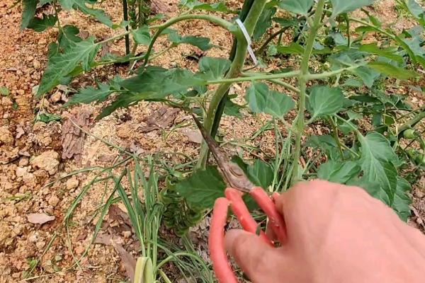 夏季如何防治番茄败秧，培土垅栽有利于壮秧抗逆