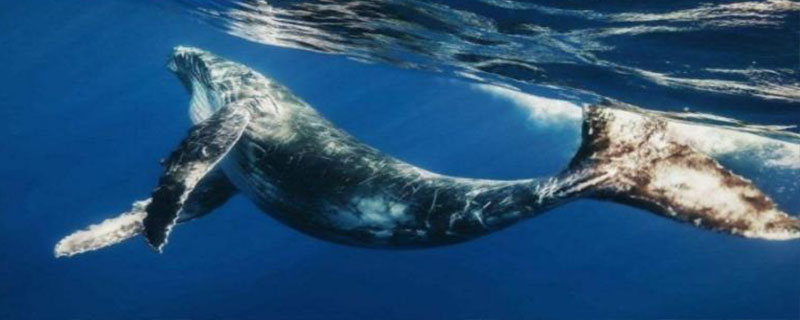 鲸鱼可以活多久，蓝鲸的寿命可超过80年