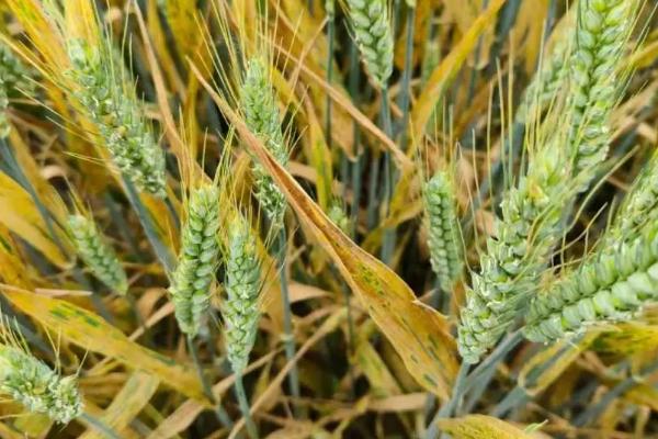 小麦除草剂的分类，针对阔叶草和禾本科草有不同的药剂