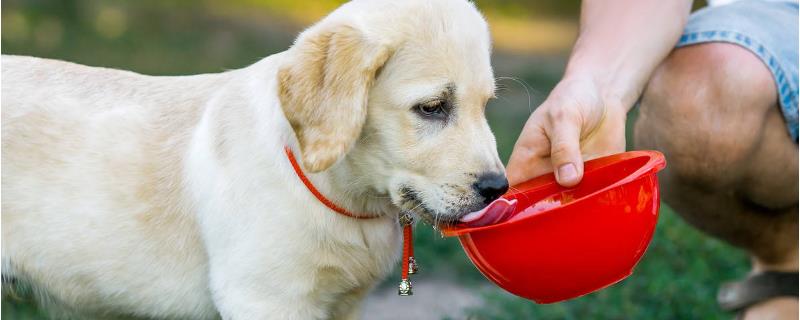 狗狗光喝水不吃饭是什么原因，有可能是肠胃炎