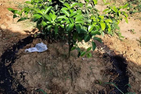 用什么肥料能让橘子树旺盛生长，一般可主施有机肥与复合肥
