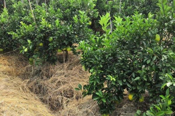 用什么肥料能让橘子树旺盛生长，一般可主施有机肥与复合肥