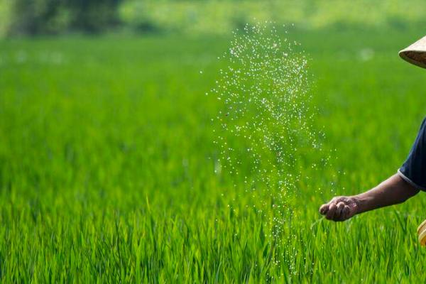 如何预防农作物肥害，农家肥经需腐熟后方可施用