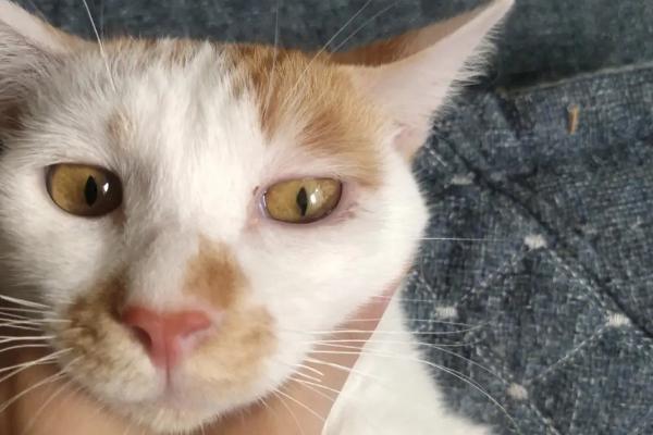 猫的眼睛为什么发红，可能是受到异物刺激或出现炎症