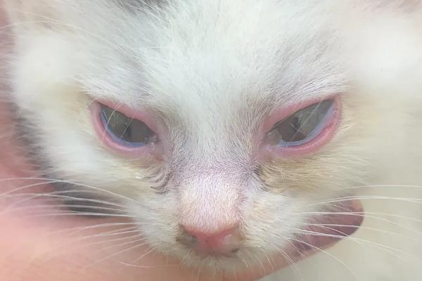 猫的眼睛为什么发红，可能是受到异物刺激或出现炎症
