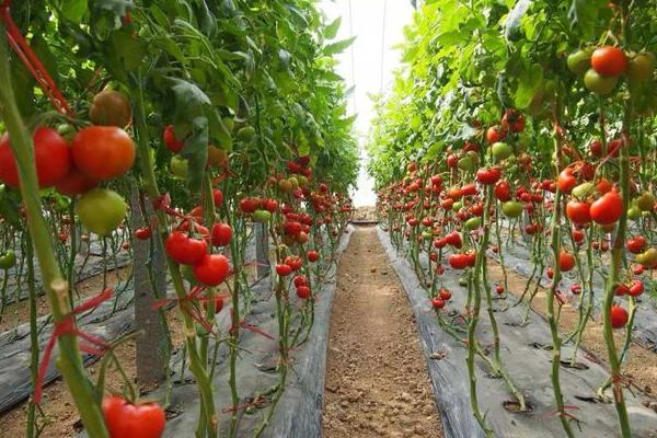 种植西红柿的时间，春播时间以3-4月份为主