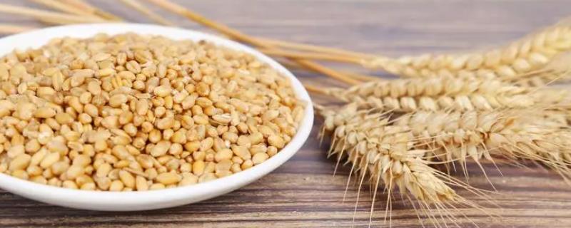 小麦是粗粮还是细粮，小麦和大米都属于细粮