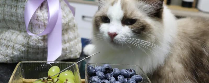 猫可以吃蓝莓吗，适量吃对其身体有益