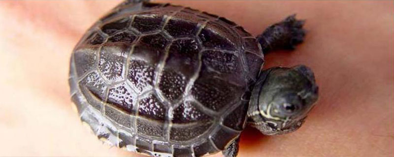 草龟能不能用深水养，用深水饲养容易窒息