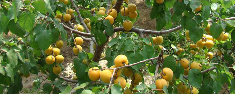 杏树秋季管理技术，施肥以有机肥为主