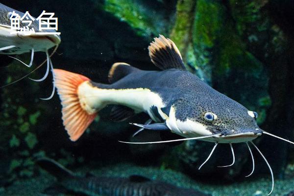 鲶鱼和清江鱼是不是同一种鱼，二者具有较大的差异