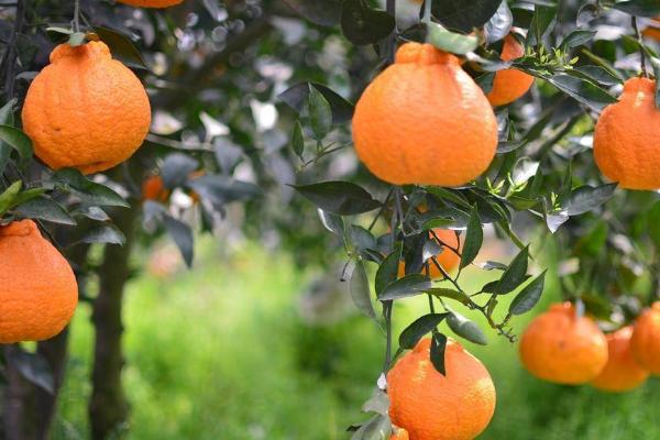 丑橘的上市季节，常在春季2-3月份上市