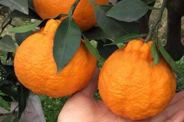 丑橘的上市季节，常在春季2-3月份上市