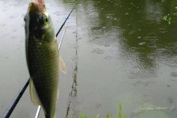 下雨天好不好钓鱼，温度是重要因素