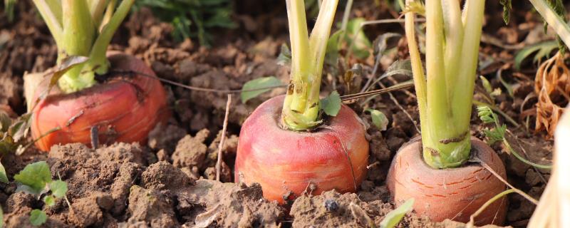 胡萝卜的种植方法，撒播后要覆盖肥土