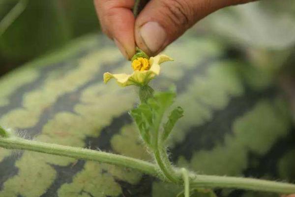 西瓜人工授粉方法，可将雄花的花药涂抹至雌花的花柱上